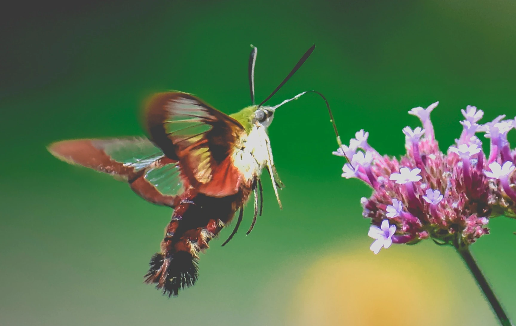 Hummingbird moth collecting pollen from a violet flower.