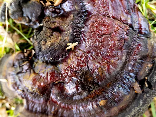 A red mushroom that fell from a tree.