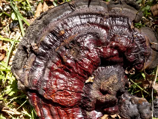 A red mushroom that fell from a tree; viewed from top down.