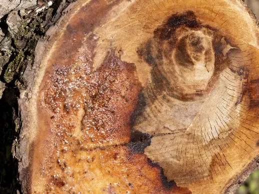 Stump of a tree's branch.