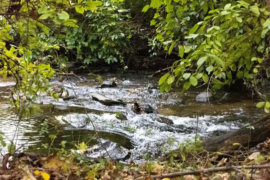A river in a forest.