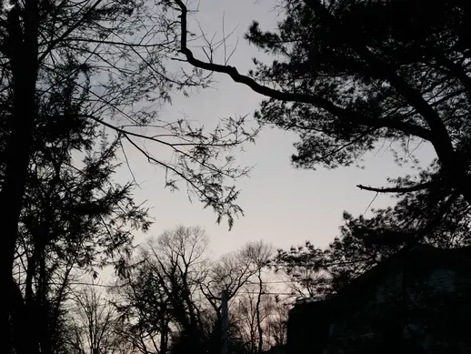 Silhouette of trees in front of the sky at sunset.