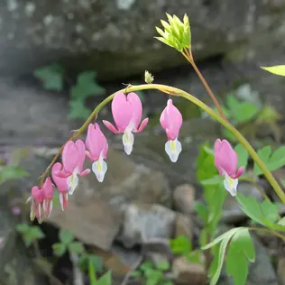 A bleeding heart plant.