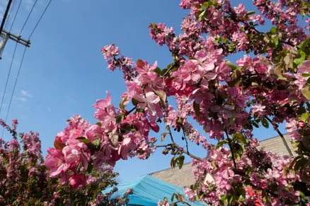 A tree branch filled with pink flowers.