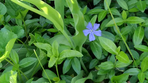 A single purple flower amongst a sea of green leaves.