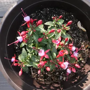 A fuschia plant at sunset.