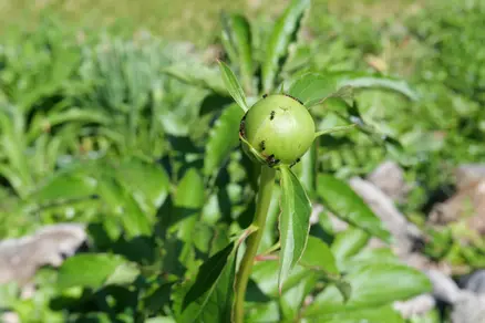 A peony bud with ants.