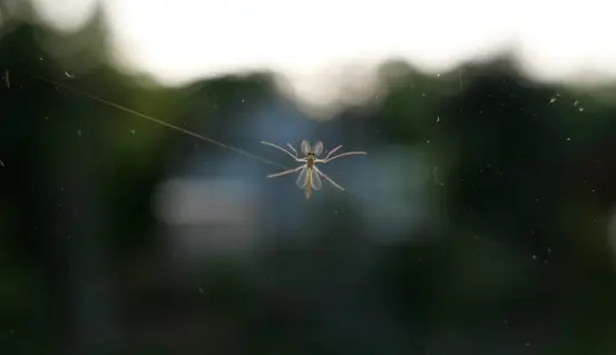 A small yellow fly with iridescent fluffy antennae on the window at early sunset.