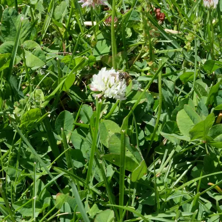 A honeybee on a clover flower.