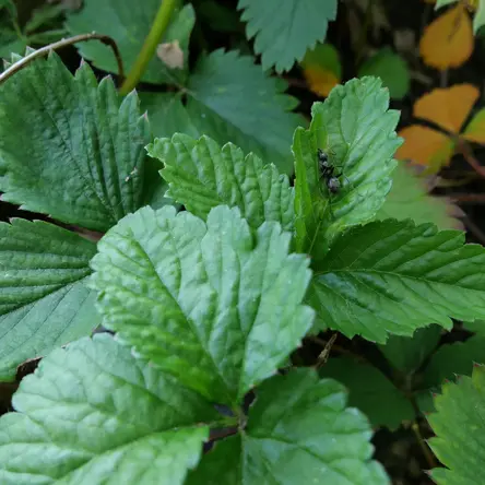 A strawberry plant with an ant in the upper-right.