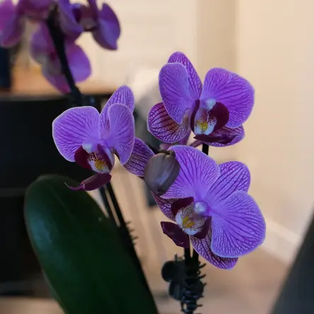 Three small pink orchid flowers.