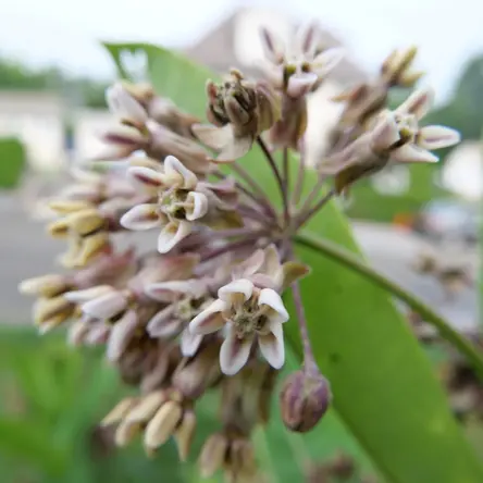 A half sphere of small pinkish beige flowers.