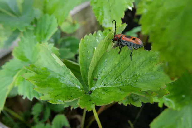 A red milkweed beetle crawling on a leaf.