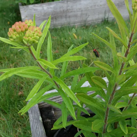 A red milkweed beetle standing on an orange milkweed.