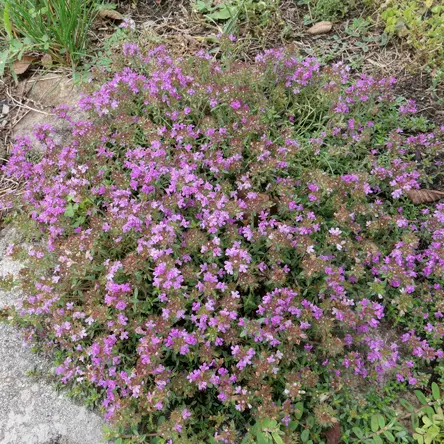 Pink flowering thyme.