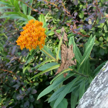 An orange milkweed.