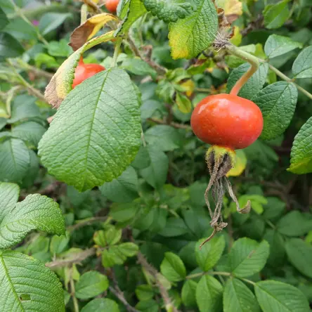 A bright red tomato with the brown remnants of its flower attached to the bottom.