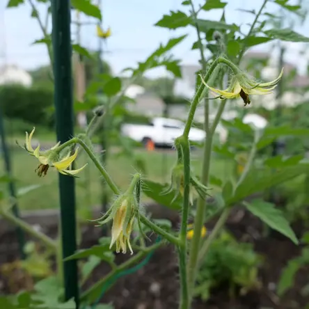 Three yellow tomato flowers.