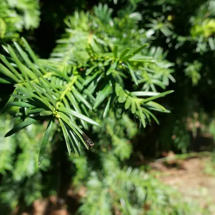 A small fly standing on the edge of a fern.