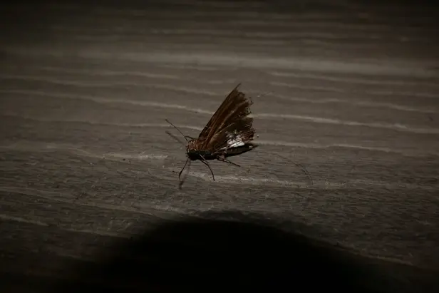 A small brown moth with jagged wings.