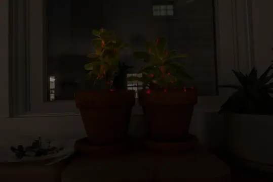 Succulents with red light shining on them.